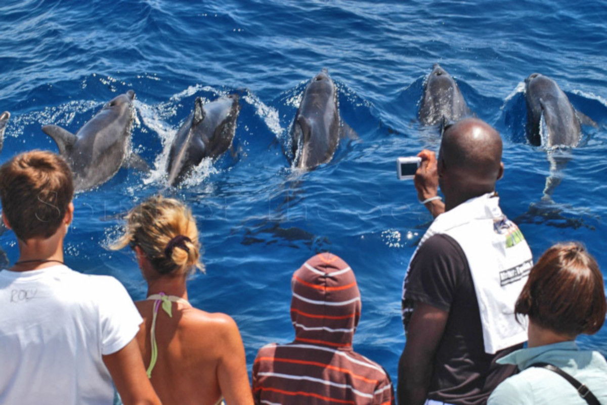 Delfinsuche
