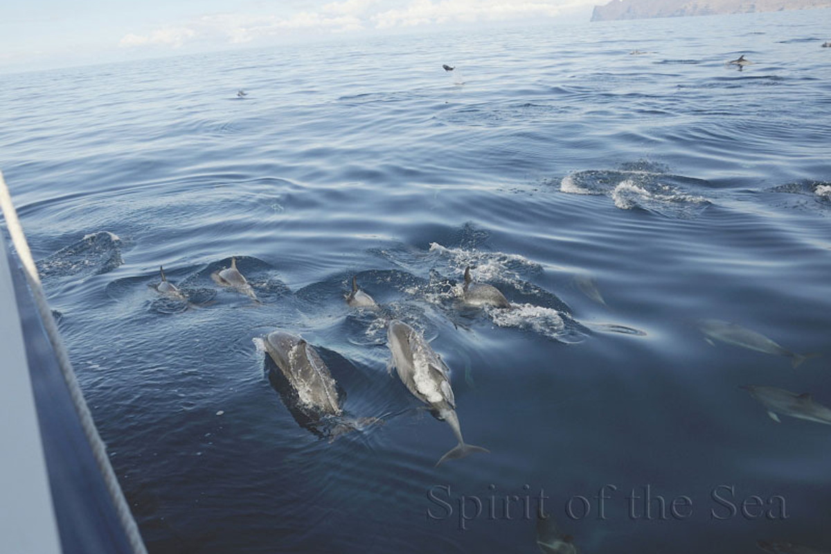 Delfinsuche